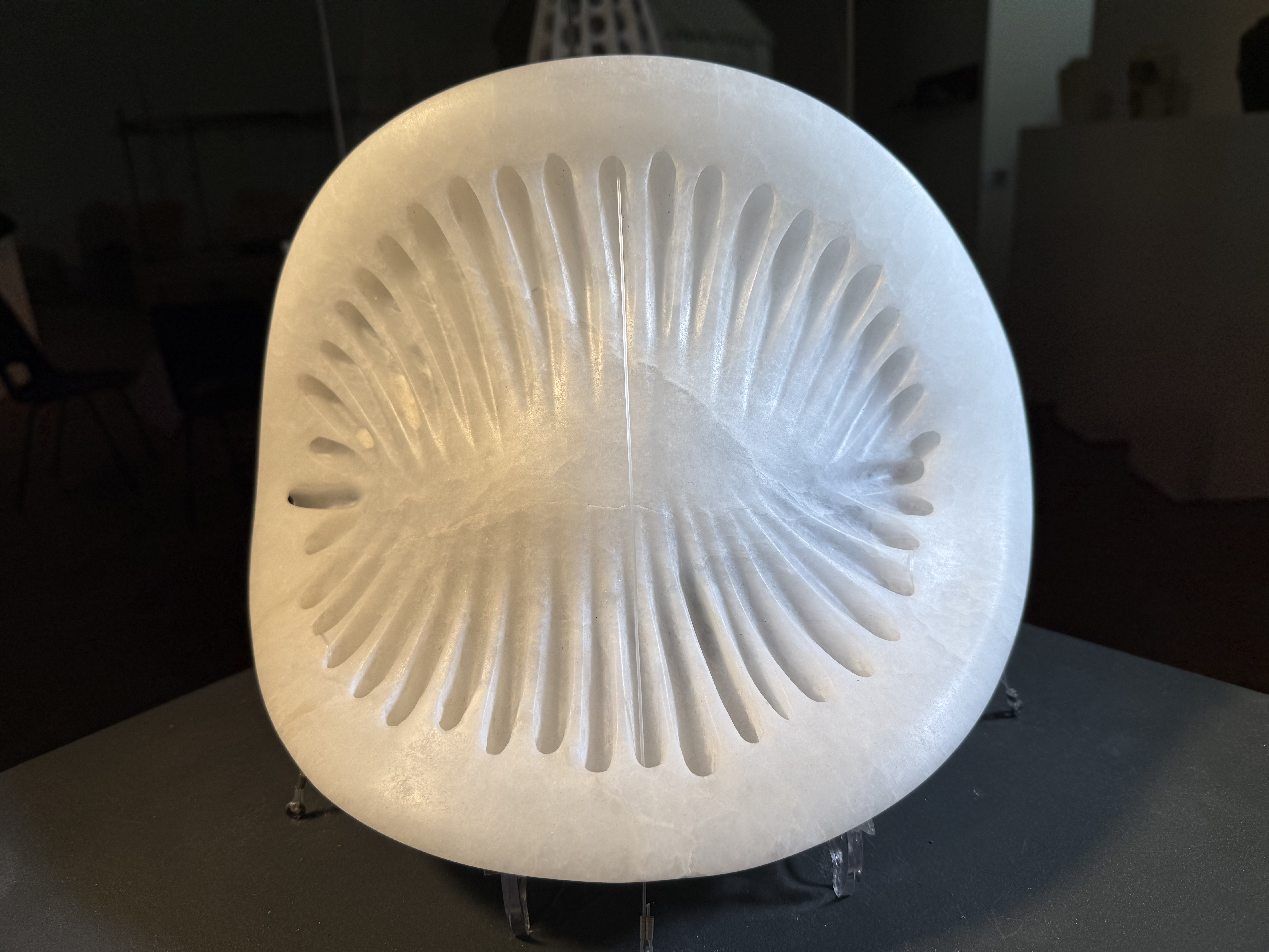 Campylodiscus Hibernicus